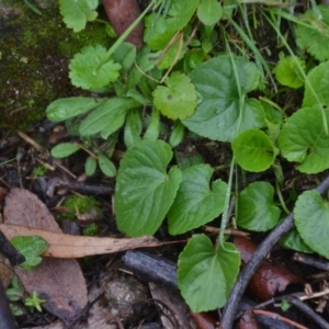 Viola odorata at Wamboin, NSW - 8 Aug 2020