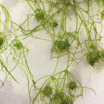 Chara sp. (genus) (A charophyte green algae) at Majura, ACT - 29 Sep 2020 by JaneR
