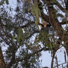 Eucalyptus bridgesiana at Wamboin, NSW - 8 Aug 2020