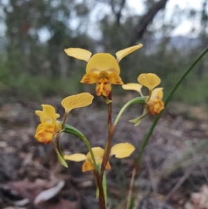 Diuris nigromontana at Downer, ACT - 29 Sep 2020