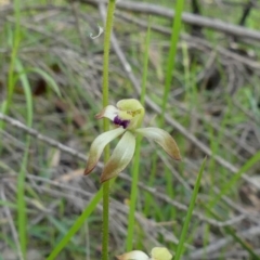 Caladenia testacea (Honey Caladenia) at Welby, NSW - 24 Sep 2020 by Curiosity