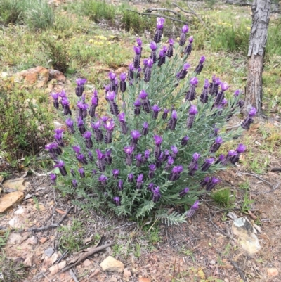 Lavandula stoechas (Spanish Lavender or Topped Lavender) at Gossan Hill - 30 Sep 2020 by Wen