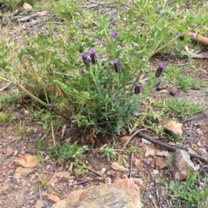 Lavandula stoechas at Bruce, ACT - 30 Sep 2020