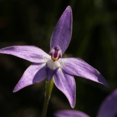 Glossodia major (Wax Lip Orchid) at Gossan Hill - 28 Sep 2020 by AllanS