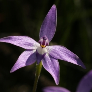 Glossodia major at Bruce, ACT - 28 Sep 2020