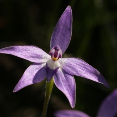 Glossodia major (Wax Lip Orchid) at Gossan Hill - 28 Sep 2020 by AllanS