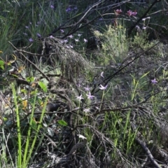 Glossodia major at Bruce, ACT - 28 Sep 2020