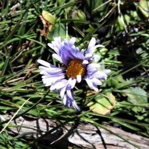 Brachyscome decipiens at Booth, ACT - 29 Sep 2020