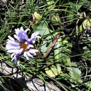 Brachyscome decipiens at Booth, ACT - 29 Sep 2020