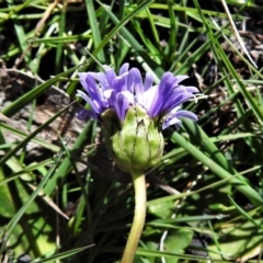 Brachyscome decipiens at Booth, ACT - 29 Sep 2020