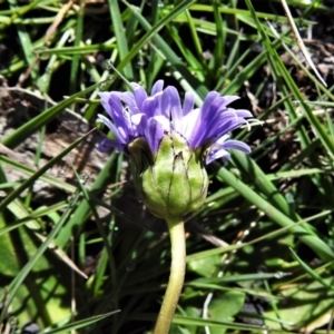 Brachyscome decipiens at Booth, ACT - 29 Sep 2020