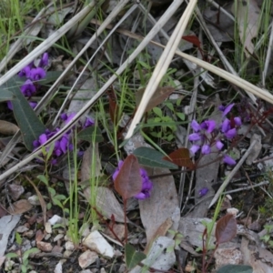 Hardenbergia violacea at Bruce, ACT - 28 Sep 2020 03:22 PM