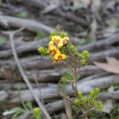 Dillwynia phylicoides (A Parrot-pea) at Gossan Hill - 28 Sep 2020 by AllanS