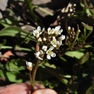 Cardamine sp. at Booth, ACT - 29 Sep 2020 10:23 AM