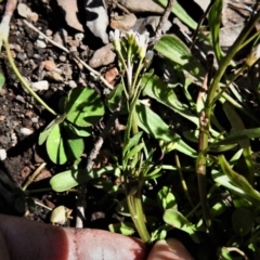 Cardamine sp. at Booth, ACT - 29 Sep 2020 10:23 AM