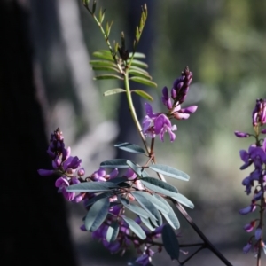 Indigofera australis subsp. australis at Bruce, ACT - 28 Sep 2020 03:51 PM