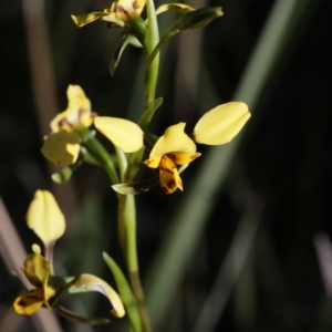 Diuris nigromontana at Bruce, ACT - suppressed