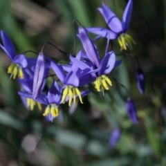 Stypandra glauca (Nodding Blue Lily) at Bruce Ridge to Gossan Hill - 28 Sep 2020 by AllanS