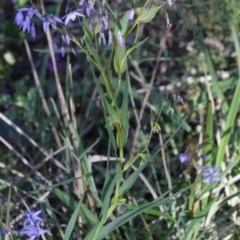 Stypandra glauca at Bruce, ACT - 28 Sep 2020