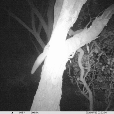 Petaurus norfolcensis (Squirrel Glider) at Leneva, VIC - 29 Jul 2020 by DMeco