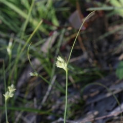 Carex inversa (Knob Sedge) at Bruce, ACT - 28 Sep 2020 by AllanS