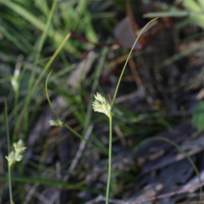 Carex inversa (Knob Sedge) at Gossan Hill - 28 Sep 2020 by AllanS