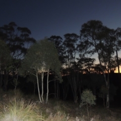 Eucalyptus rossii (Inland Scribbly Gum) at Chisholm, ACT - 30 May 2020 by MichaelBedingfield