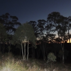 Eucalyptus rossii (Inland Scribbly Gum) at Melrose - 30 May 2020 by michaelb