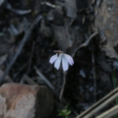 Caladenia fuscata (Dusky Fingers) at Bruce, ACT - 28 Sep 2020 by AllanS