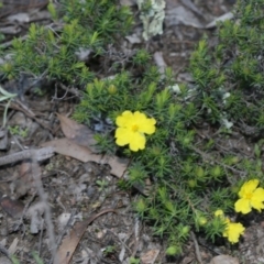Hibbertia calycina (Lesser Guinea-flower) at Gossan Hill - 28 Sep 2020 by AllanS