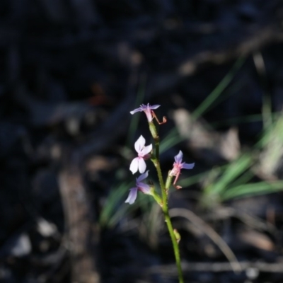 Stylidium graminifolium (Grass Triggerplant) at Bruce, ACT - 28 Sep 2020 by AllanS