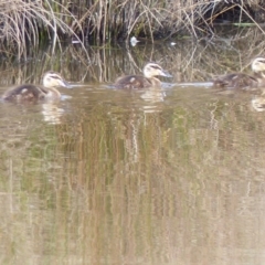 Anas superciliosa (Pacific Black Duck) at Bega, NSW - 30 Sep 2020 by MatthewHiggins