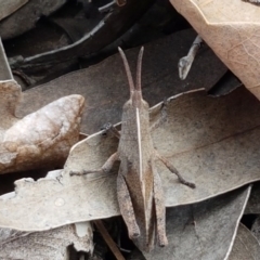 Goniaea sp. (genus) at Lyneham, ACT - 30 Sep 2020