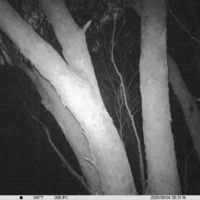 Petaurus norfolcensis (Squirrel Glider) at Baranduda, VIC - 3 Aug 2020 by DMeco