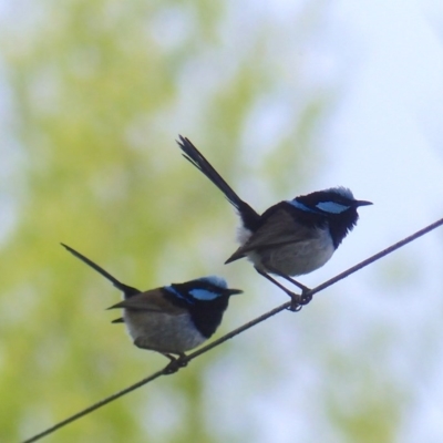 Malurus cyaneus (Superb Fairywren) at Bega, NSW - 30 Sep 2020 by MatthewHiggins