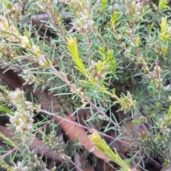 Dillwynia sericea at Lyneham, ACT - 30 Sep 2020