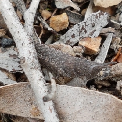 Goniaea opomaloides (Mimetic Gumleaf Grasshopper) at O'Connor, ACT - 30 Sep 2020 by trevorpreston