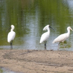 Platalea regia (Royal Spoonbill) at Bega, NSW - 30 Sep 2020 by MatthewHiggins