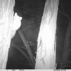 Petaurus norfolcensis (Squirrel Glider) at Baranduda, VIC - 19 Aug 2020 by DMeco