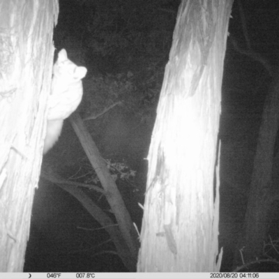 Petaurus norfolcensis (Squirrel Glider) at Baranduda, VIC - 19 Aug 2020 by DMeco