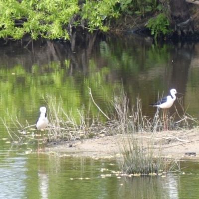 Himantopus leucocephalus (Pied Stilt) at Bega, NSW - 30 Sep 2020 by MatthewHiggins