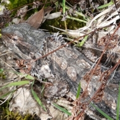 Pogona barbata (Eastern Bearded Dragon) at Lyneham, ACT - 29 Sep 2020 by tpreston