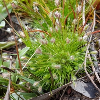 Centrolepis strigosa (Hairy Centrolepis) at Lyneham, ACT - 29 Sep 2020 by tpreston