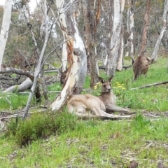 Macropus giganteus (Eastern Grey Kangaroo) at O'Connor, ACT - 30 Sep 2020 by trevorpreston