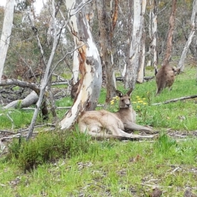 Macropus giganteus (Eastern Grey Kangaroo) at O'Connor, ACT - 30 Sep 2020 by trevorpreston