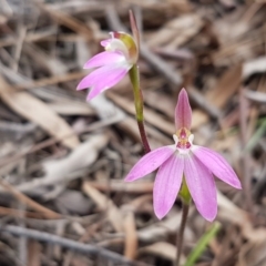 Caladenia carnea (Pink Fingers) at O'Connor, ACT - 29 Sep 2020 by tpreston
