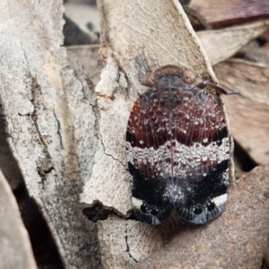 Platybrachys sp. (genus) at Lyneham, ACT - 30 Sep 2020