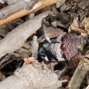 Platybrachys sp. (genus) at Lyneham, ACT - 30 Sep 2020