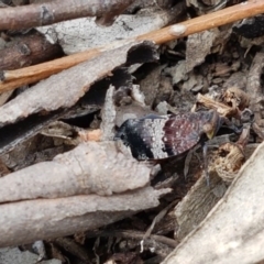 Platybrachys sp. (genus) at Lyneham, ACT - 30 Sep 2020