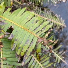 Blechnum nudum (Fishbone Water Fern) at Rossi, NSW - 30 Sep 2020 by SthTallagandaSurvey